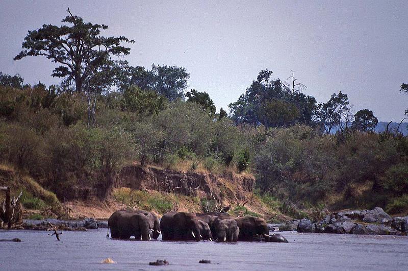 WT 1400 196-05 Kenya.jpg